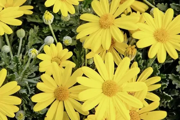 Gelbe Margeritenblüten